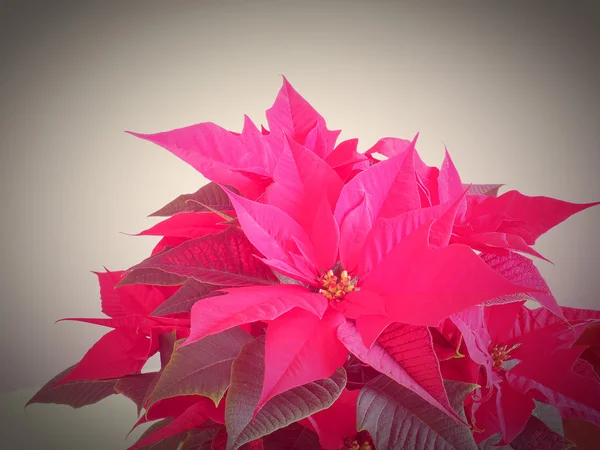 Poinsettia Christmas star — Stock Photo, Image