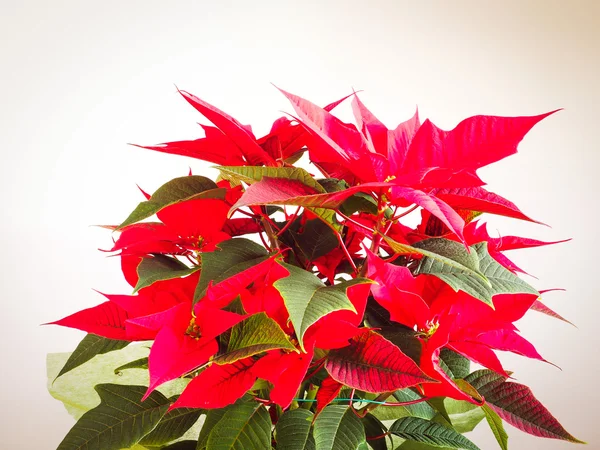 Poinsettia Kerstster — Stockfoto