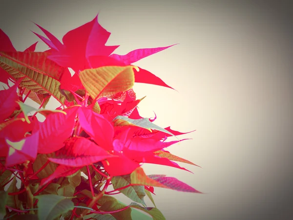 Poinsettia estrela de Natal — Fotografia de Stock