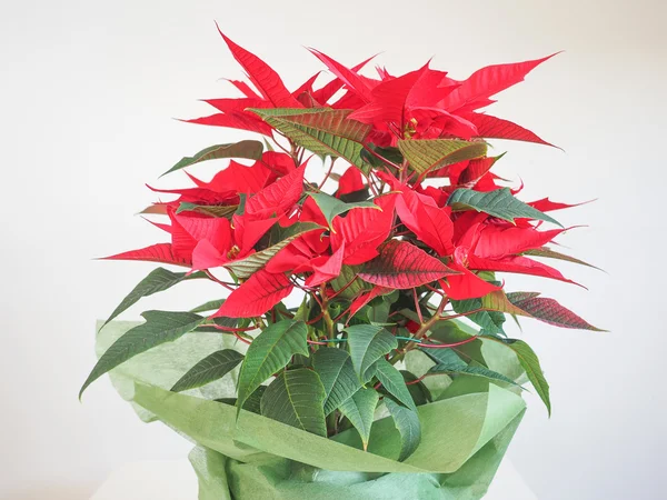 Poinsettia Estrella de Navidad — Foto de Stock