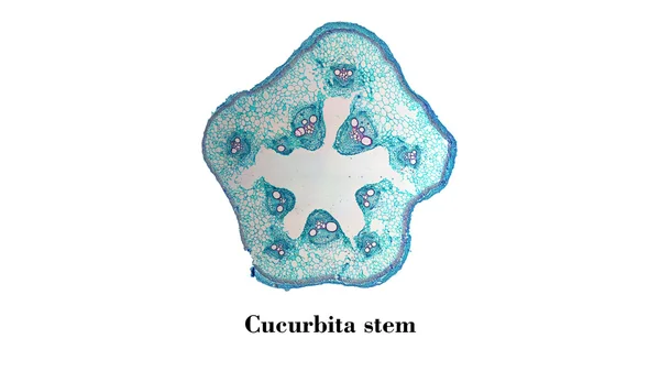 Micrografo a stelo Cucurbita — Foto Stock