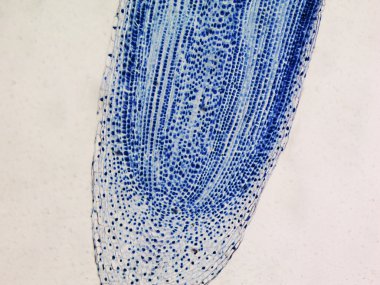 Hücreler mitoz test