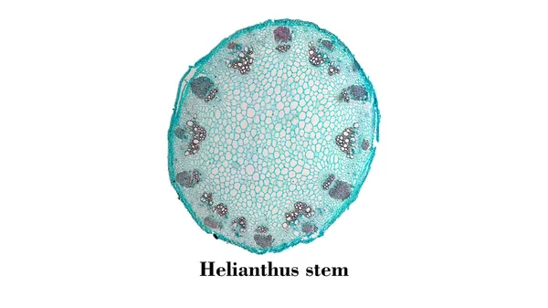 Heliansthus łodyga Mikrogram — Zdjęcie stockowe