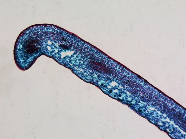 Leaf micrograph — Stock Photo, Image