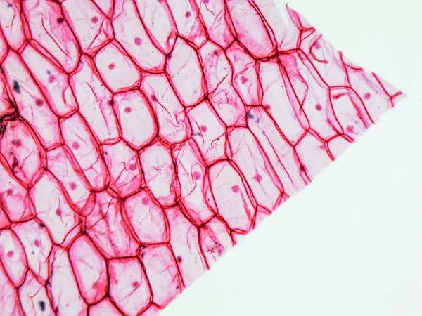 Micrografia de epidermo de cebola — Fotografia de Stock