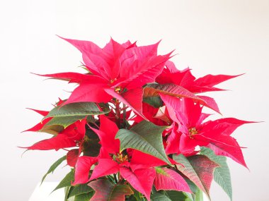 Atatürk çiçeği Noel yıldızı