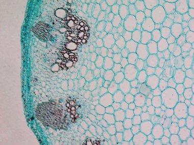 Heliansthus stem micrograph clipart