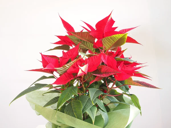 Poinsettia Kerstster — Stockfoto