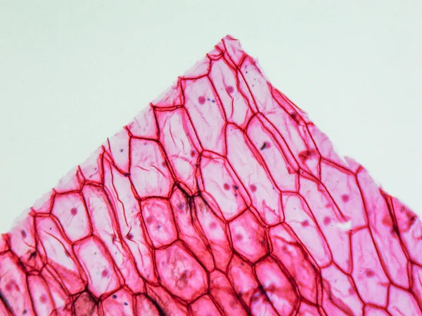 Cibule epidermus mikrofotografie — Stock fotografie