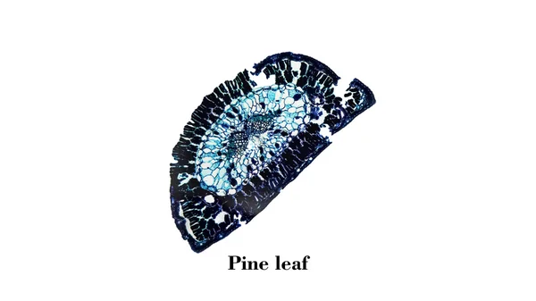 Pine leaf micrograph — Stock Photo, Image