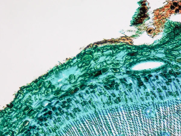 Pine Wood micrograph — Stock Photo, Image