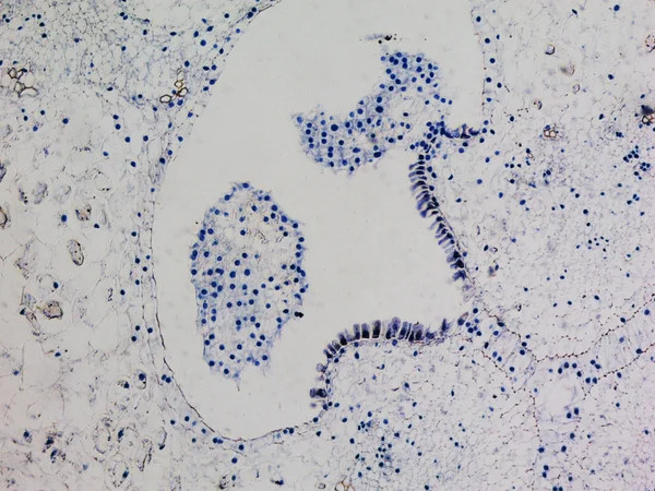 Micrografo ovarico di Lily — Foto Stock