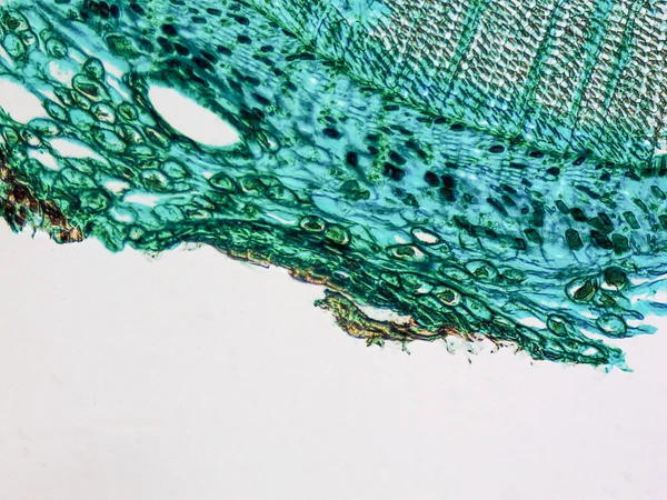 Pine Wood micrograph — Stock Photo, Image