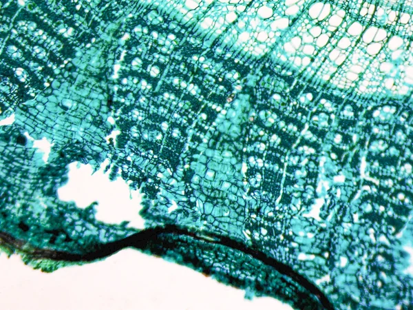Tilia micrografia do tronco — Fotografia de Stock
