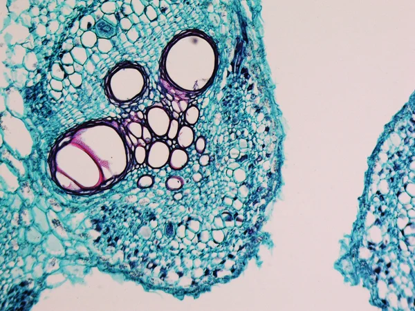 호박속 줄기 현미경 사진 — 스톡 사진