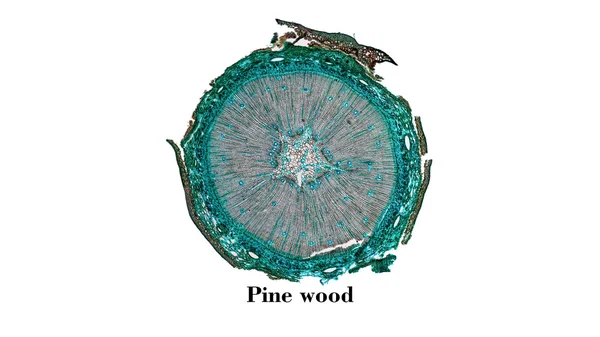 Micrographie en bois de pin — Photo