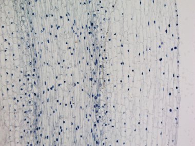 Mısır kök ipucu test