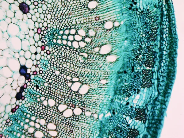 Micrografia de haste de algodão — Fotografia de Stock