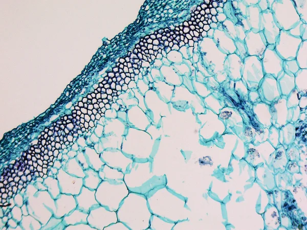 Cucurbita stem micrographen — Stockfoto