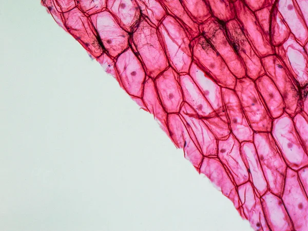 Micrografia de epidermo de cebola — Fotografia de Stock