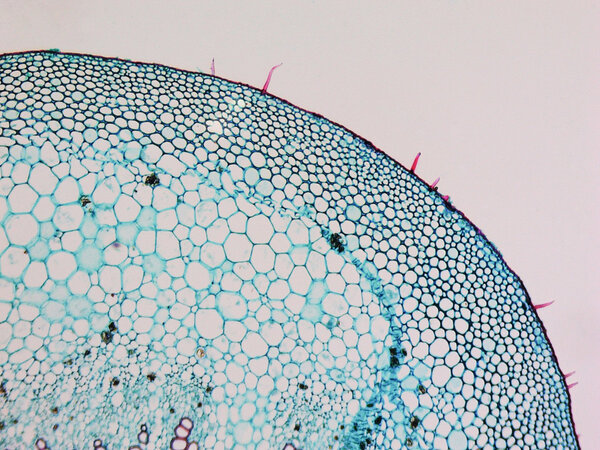 Mulberry micrograph