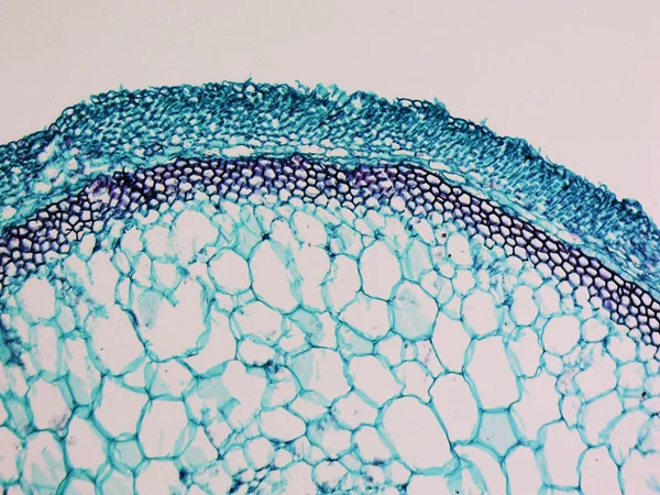 Micrografia de haste de cucurbita — Fotografia de Stock