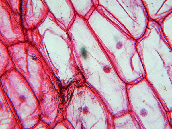 Micrografia de epidermo de cebola — Fotografia de Stock