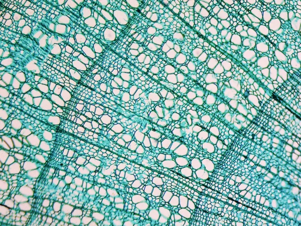 Стволовой микрограф тилии — стоковое фото