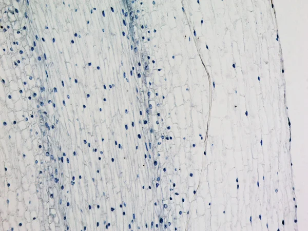 トウモロコシ根先端顕微鏡写真 — ストック写真