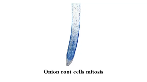 Cells mitosis micrograph — Stock Photo, Image