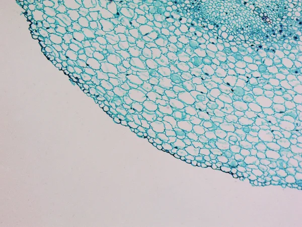 Корневой микрограф Vicia faba — стоковое фото