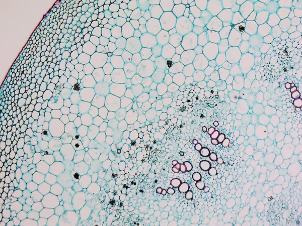 Micrografia de amoreira — Fotografia de Stock