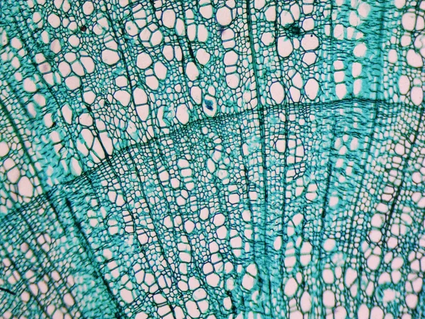 Tilia stem micrograph — Stock Photo, Image