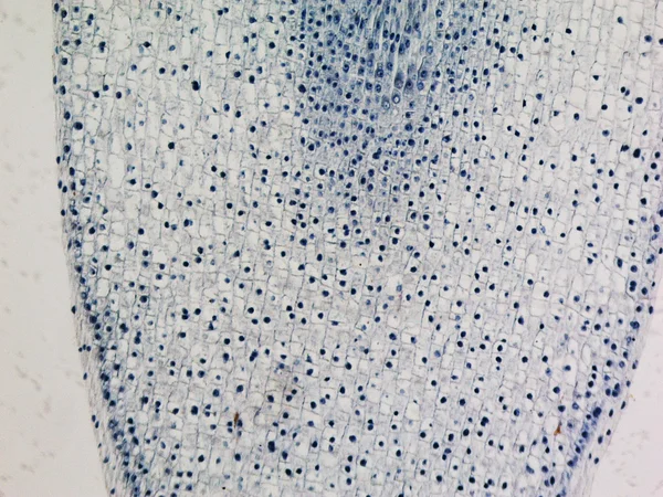 옥수수 루트 팁 현미경 사진 — 스톡 사진