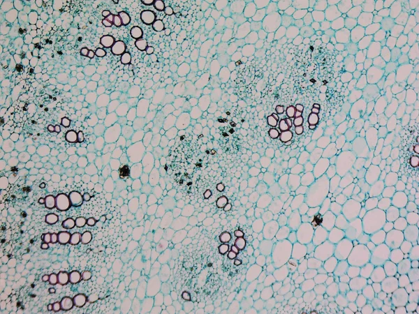 Micrografia de amoreira — Fotografia de Stock