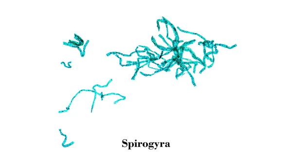 Spirogyra micrograph — Stock Photo, Image