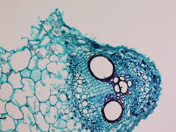 Cucurbita stem micrographen — Stockfoto