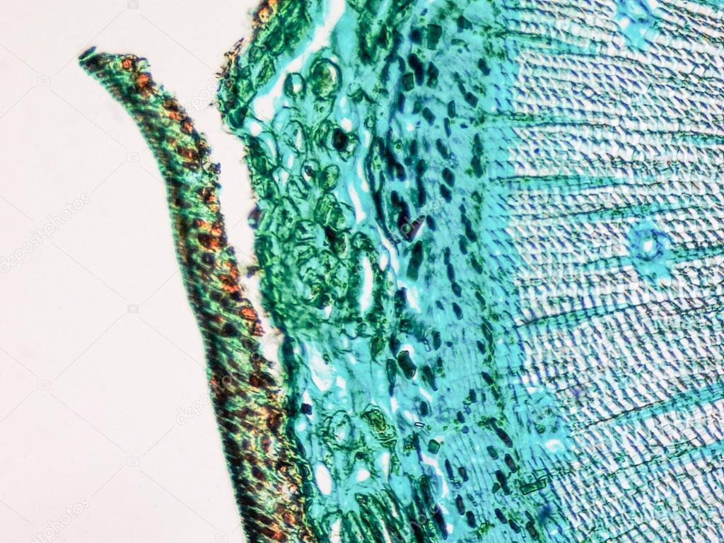 Pine Wood micrograph