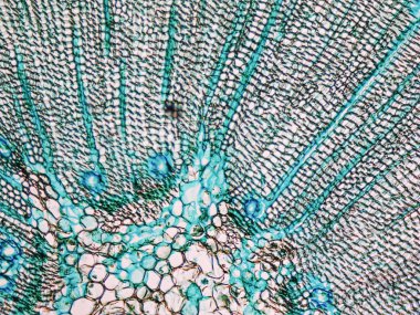 Çam Ağacı mikrografı