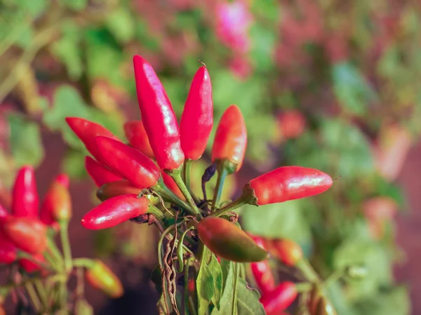 Chili Pepper — Stock Photo, Image