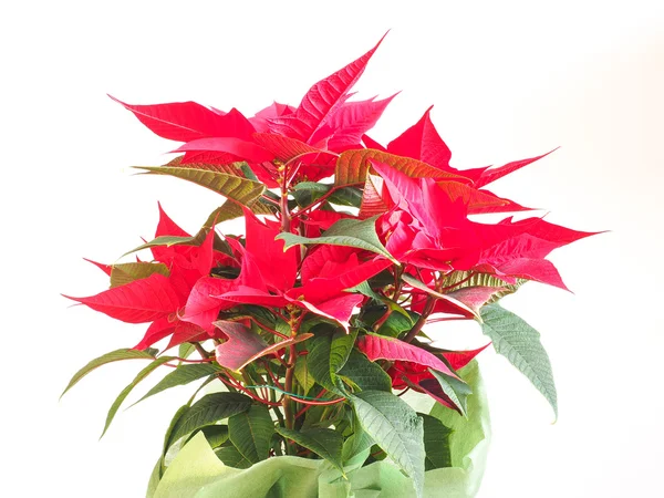 Gwiazdy Boże Narodzenie poinsettia — Zdjęcie stockowe