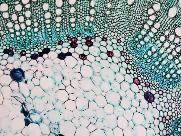 綿布茎顕微鏡写真 — ストック写真