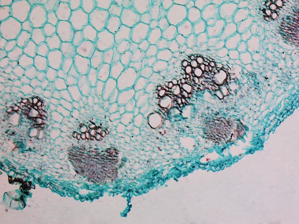 Heliansthus 줄기 현미경 사진 — 스톡 사진
