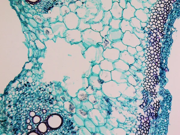 Cucurbita stem micrographen — Stockfoto