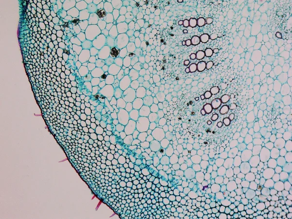 Micrografia de amoreira — Fotografia de Stock