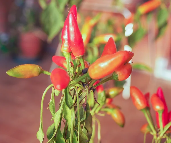 Chili Pepper — Stock Photo, Image