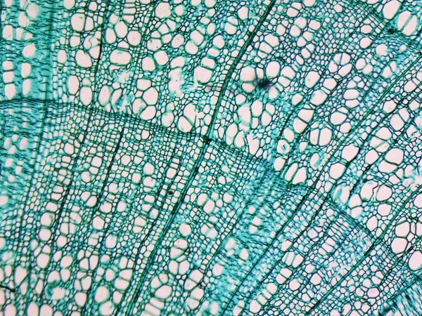 Стволовой микрограф тилии — стоковое фото