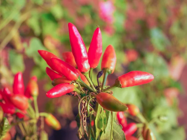 Chilipeppar — Stockfoto