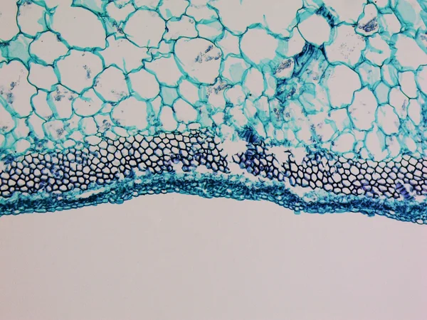 Micrografia de haste de cucurbita — Fotografia de Stock