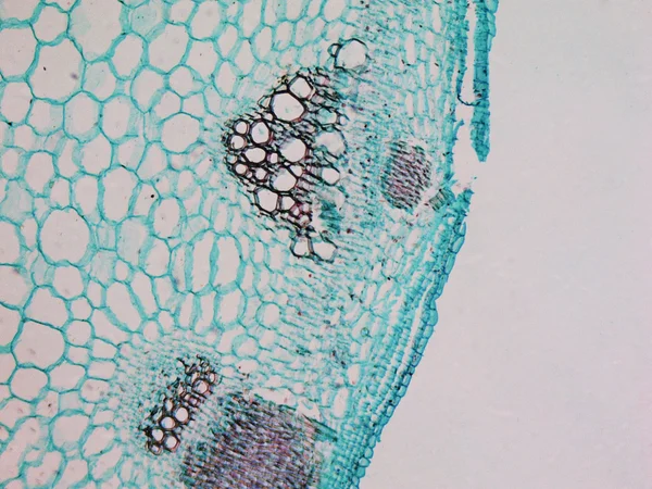 Micrographie de la tige d'héliansthus — Photo